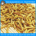 High Nutrition Wholesale Bulk Mealworms for Chicken